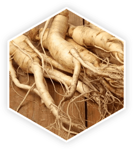 Panax Ginseng - Prosta vive